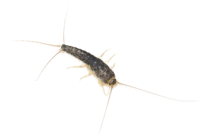 Ctenolepisma longicaudata - Skægkræ