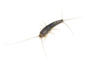 Skæggede sølvkræ (Ctenolepisma longicaudata